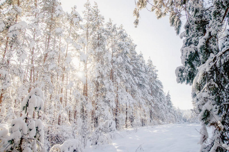 冬天明亮的空气白冻的树木森林西伯利亚针叶林雪阿尔泰山，西伯利亚，俄罗斯