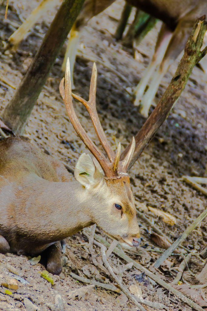 印度猪鹿hyelaphusporcinus是一种小型鹿其栖息地从巴基斯坦到印度