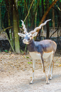 黑羚羊Antilope Cervicapra也被称为印度羚羊，是在印度尼泊尔和巴基斯坦发现的羚羊。 黑是黑属唯一现存的成员