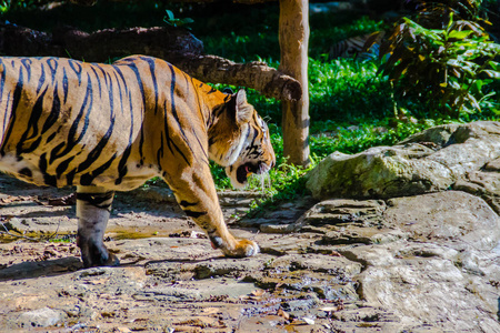 印度支那老虎Pantheratigristigris，一种生活在缅甸泰国老挝人民民主共和国越南柬埔寨和中国西南部的老