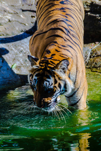 印度支那老虎Pantheratigristigris，一种生活在缅甸泰国老挝人民民主共和国越南柬埔寨和中国西南部的老