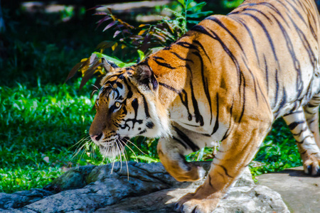 印度支那老虎潘特拉蒂格里斯蒂格里斯是一种生活在缅甸泰国老挝越南柬埔寨和中国西南部的老虎种群。 它已被列为濒危物种。
