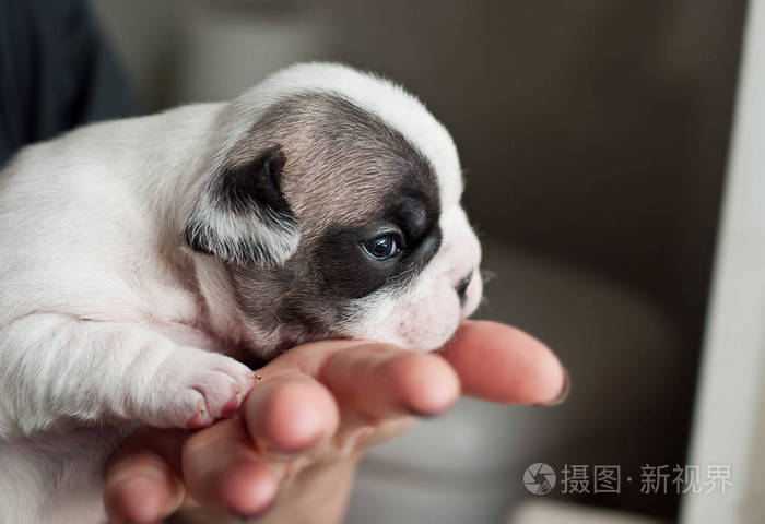 新生儿的法国斗牛犬小狗