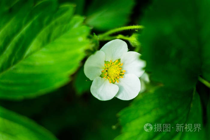 白花草莓 草莓花和叶子 草莓的种植 在花园里 关闭的年轻草莓植物的一朵花在一个阳光明媚的蔬菜园照片 正版商用图片0xcjno 摄图新视界