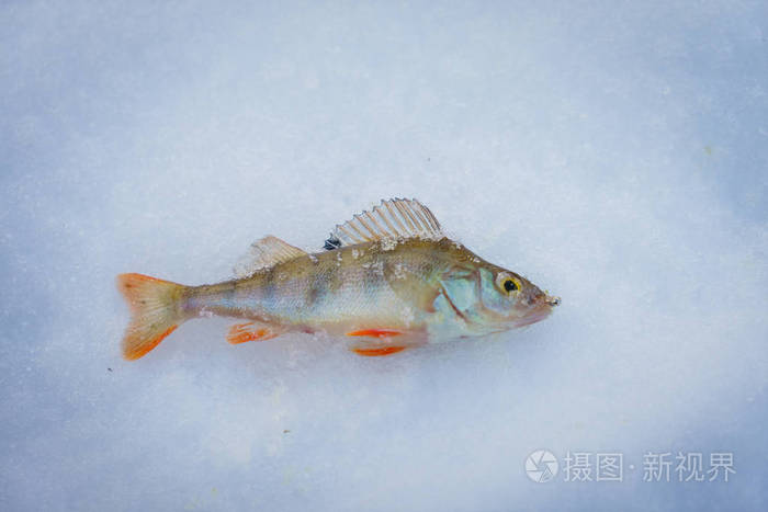 雪山下的小鱼图片