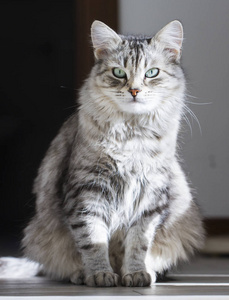 在房子里的西伯利亚品种的银猫