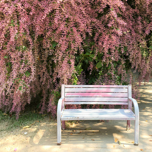 在满叶子粉红树中在公园里的树