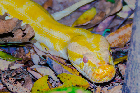 缅甸巨蟒经常被圈养为彩色图案和最近的大小.