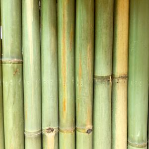 竹自然背景壁纸线