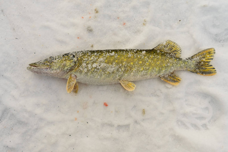 冬季垂钓, 鱼躺在冰上