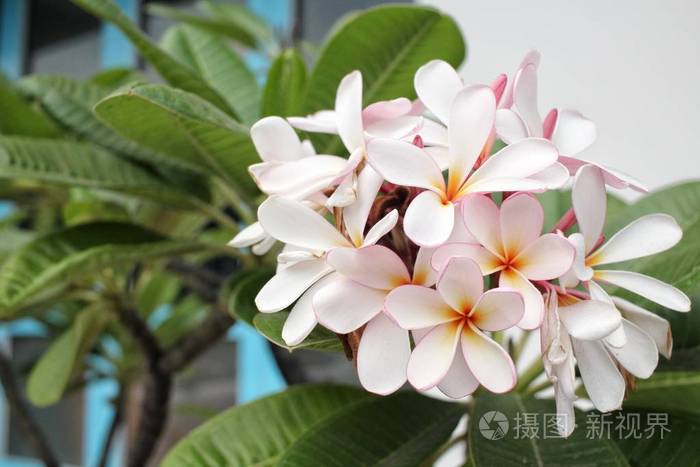 白色素馨花花树上