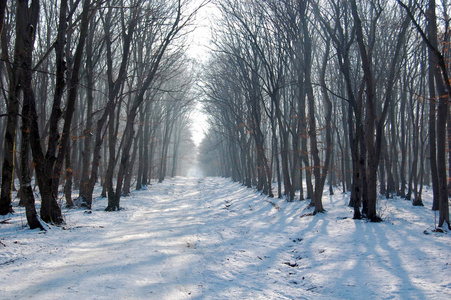 通路的冰冻树与森林