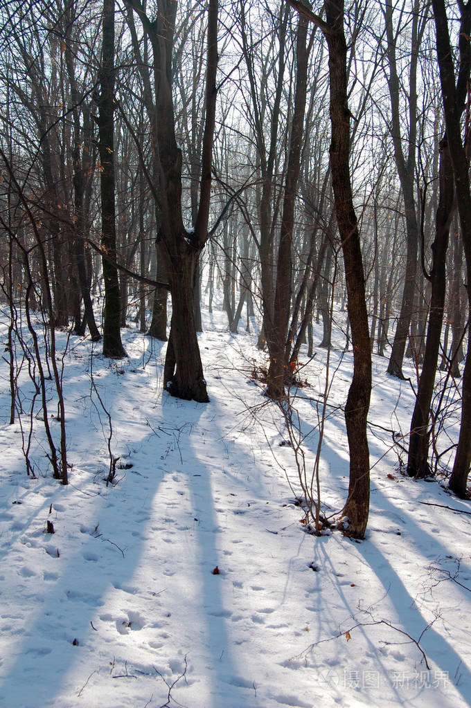 寒冷的冬天在树林里