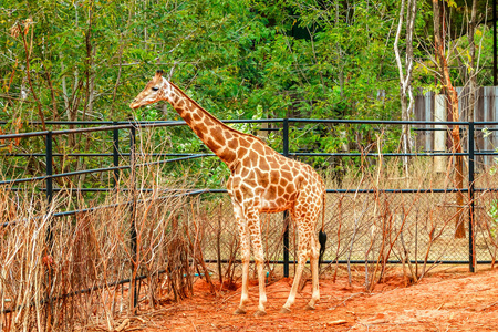 长颈鹿在动物园里的红砂