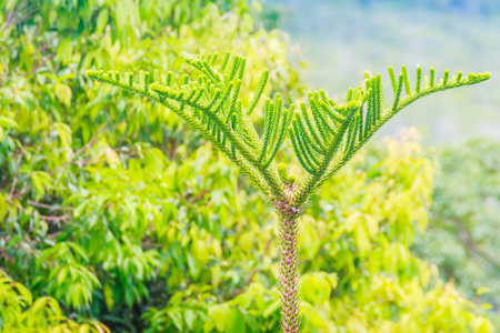 从Khaokhad观景塔的美丽景色，游客可以欣赏360度的景色，如查龙湾潘瓦角Sire岛，博恩岛，小岛和大岛周围的普吉岛，包括普