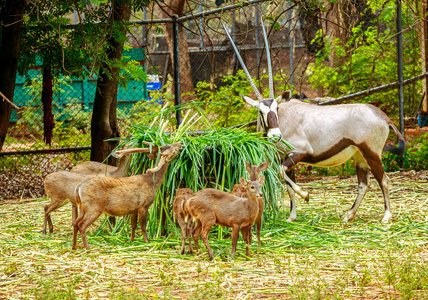 鹿有长角在动物园吃草