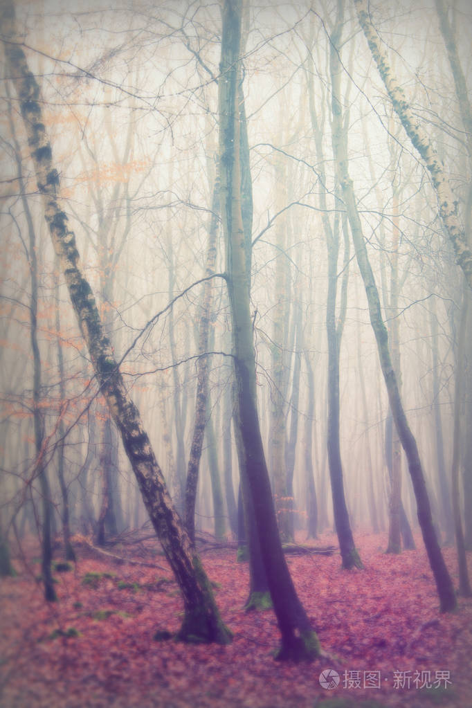 英语林地上雾多雾的早晨