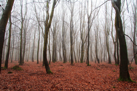 英语林地上雾多雾的早晨图片