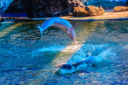 厦门白海豚游泳馆图片