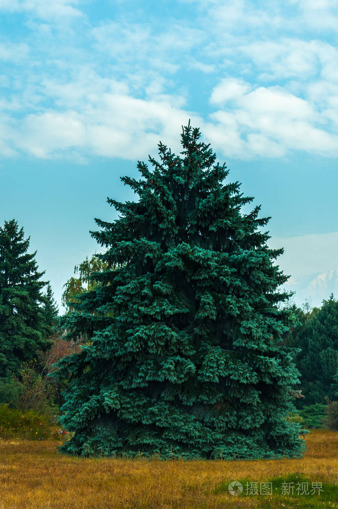 蓝云杉在秋天的季节