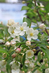 苹果树在春天的花朵