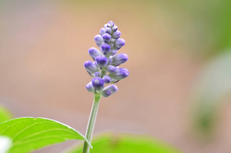 盛开的蓝色 bugleweeds 筋骨草