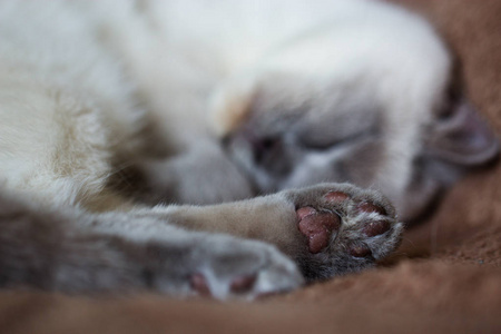 特写镜头的猫的爪子