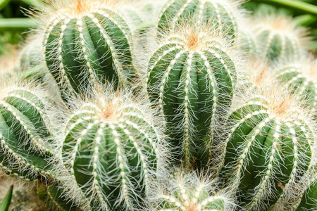 大个仙人球图片