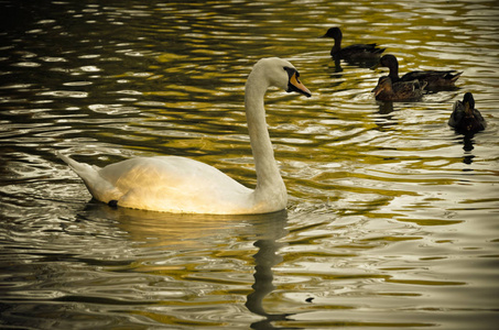 白天鹅在平静的湖水中轻轻游动图片