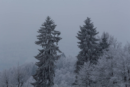 冬天山上树木的雪覆盖着新鲜