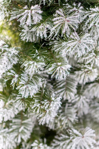 在霜冻用针的圣诞树树枝