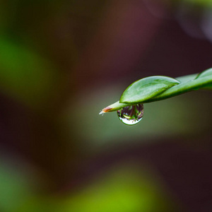 漂亮的绿色叶子与水滴，水滴雨滴小植物后暴雨宏，水放光芒太阳光线，早上在自然界中，春天自然概念的背景，与叶