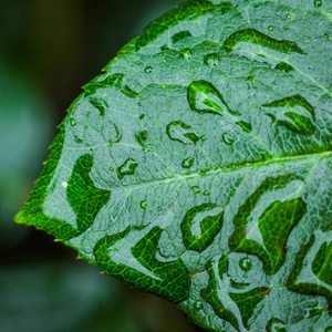 水表面与植物漂亮的绿色叶子与水滴,水滴雨滴小植物后暴雨宏,水放光芒