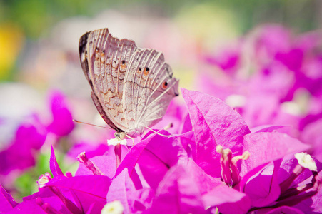 蝴蝶和花朵，蝴蝶花园九重葛纯