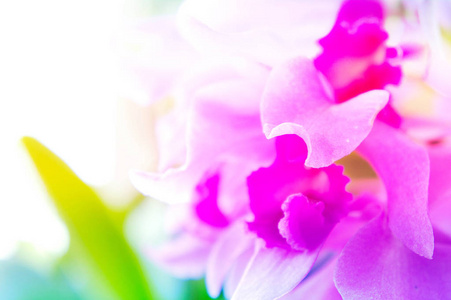 紫兰花背景抽象风格阳光