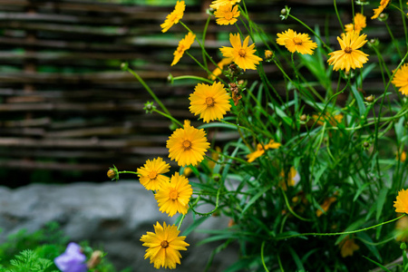 花园中美丽的黄色花朵特写镜头, 春天背景与美丽的黄色花. 春天夏天概念, 花概念, 春天庭院, 春天花