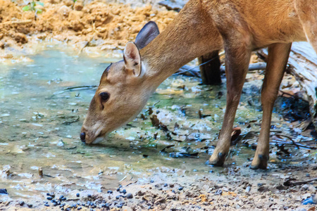 或以科学的名字命名的蒙蒂卡斯·蒙塔克,是在溪流中喝水可爱的吠鹿或