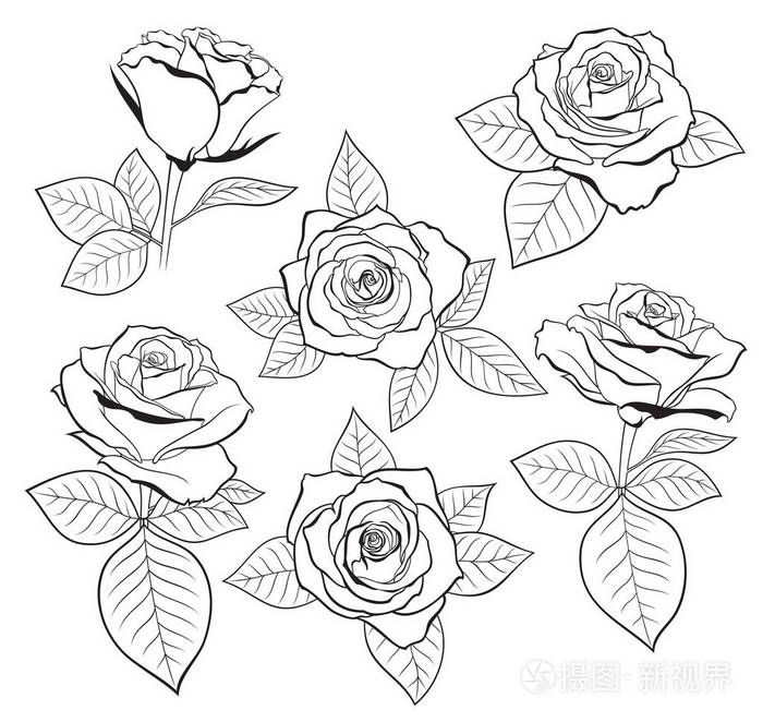 向量集的详细的孤立的大纲玫瑰花蕾草图在黑颜色的叶子设计在白色背景