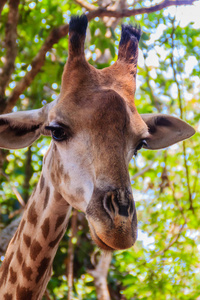 把长颈鹿的头关上长颈鹿。 长颈鹿Giraffa是非洲甚至有蹄类哺乳动物的一个属，是最高的陆地动物和最大的反刍动物。