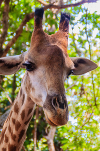 长颈鹿(giraffa)是非洲甚至有蹄类哺乳动物的一个属,是最高的陆地动物