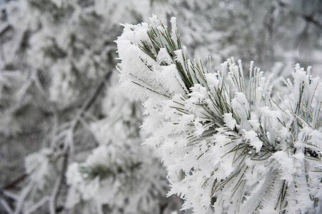 白雪覆盖的树木，在一个城市公园