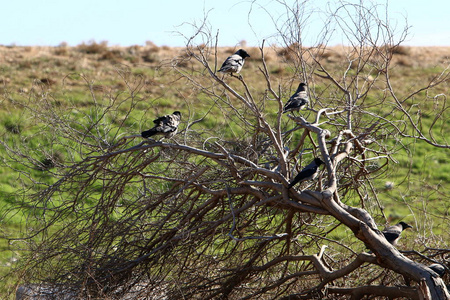 坐在树上的乌鸦图片