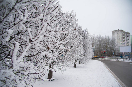 白雪覆盖的树木，在一个城市公园