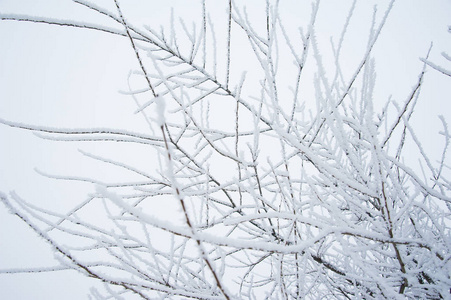 冬天树在雪中