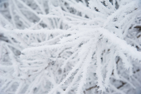 冬天树在雪中