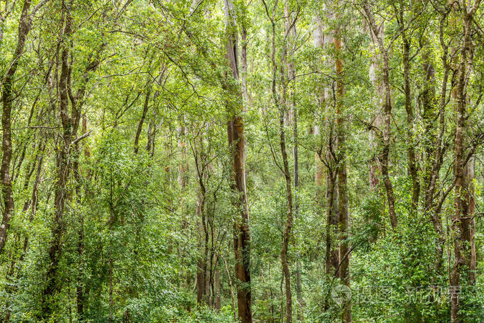 绿色森林自然背景