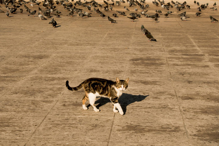 另一幅肖像的无家可归的流浪猫