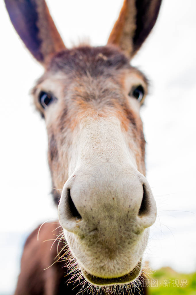 在性质上的搞笑驴