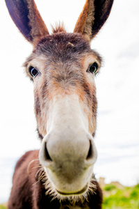 笑毛驴照片搞笑驴卡通驴微笑和快乐卡通驴微笑快乐微笑驴卡通卡通驴