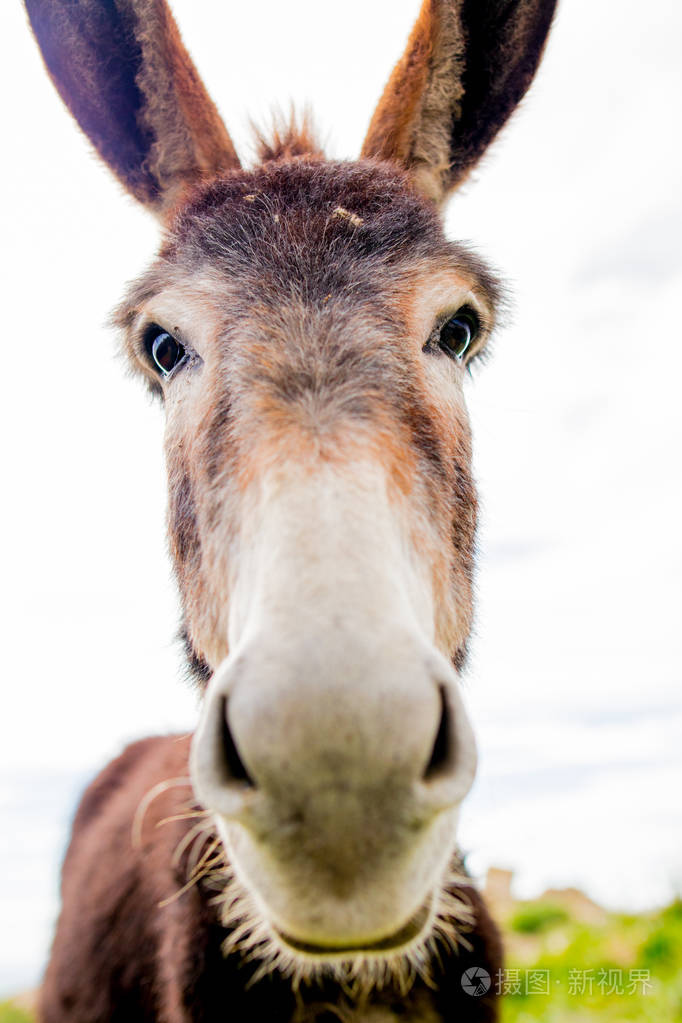 在性质上的搞笑驴